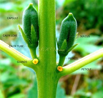  Capsules